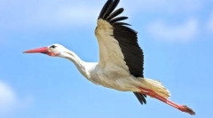 Moszkvai régió madárai (fotó és leírás): nagy ragadozók és kis madarak